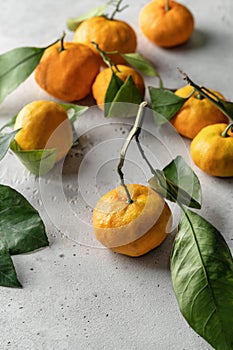 Tangerines (oranges, clementines, citrus fruits) with green leaves on white textured background with copy space