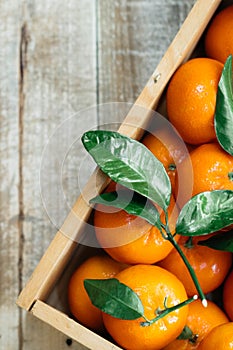 Tangerines oranges, clementines, citrus fruits with green leaves in a wooden box over light wooden background with copy space