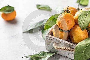 Tangerines (oranges, clementines, citrus fruits) with green leaves in wooden box on white textured background