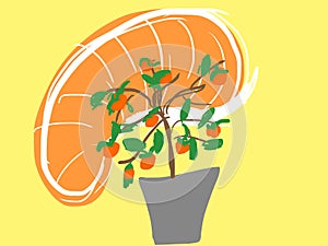 Tangerines plant in pot illustration concept image