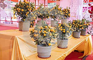 Tangerines, symbol of good luck at Chinese New Year