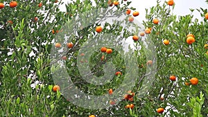 Tangerines in the tree