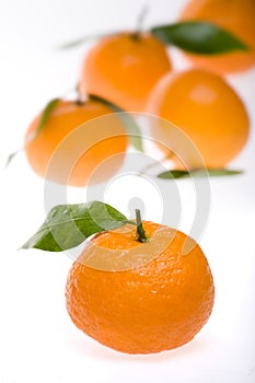 Tangerines on white back ground