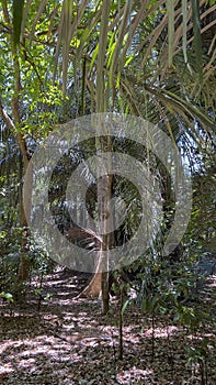 Tangkoko National Park photo