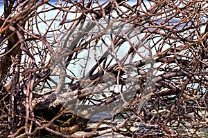 Tangle of branches of a plant in a tropical island maldives, Ari Atoll