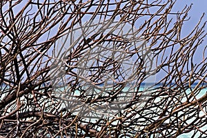 Tangle of branches of a plant in a tropical island maldives, Ari Atoll