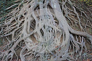 Tangle of exposed tree roots
