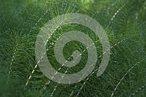 Tangle of great horsetail tangle, horsetail