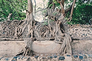 Tangle of massive roots, Ethiopia