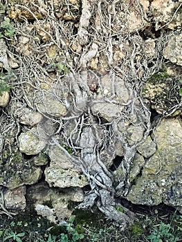 A tangle of roots forms a tree shape against the rocks