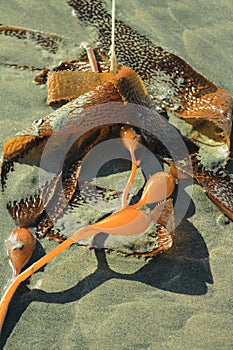 Seaweed on Sand at Long Beach, Pacific Rim National Park, Vancouver Island, British Columbia, Canada