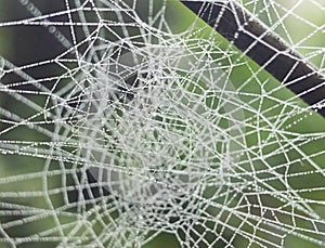 a tangle of threads woven by a spider covered with tiny droplets of dew