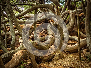 A tangle of trees from an historical hedge