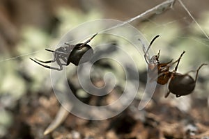 Tangle-web spider, Theridiidae with caught wood ant
