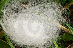 A tangle of white poplar fluff