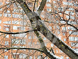 tangled bare tree trunks and urban house in winter