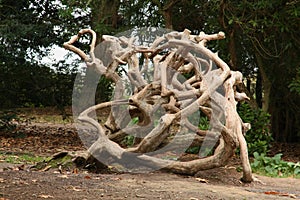 Tangled Branches of a Dead Tree