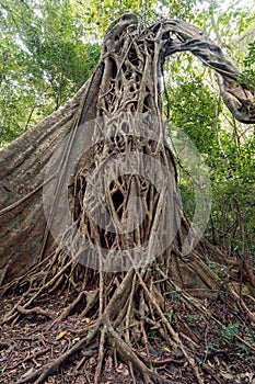 Tangled Fig Tree and tree trunks, Rincon de la Vieja, Province, Costa Rica