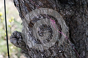 Tangled fishing cord on spinning. Tree on background