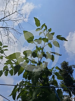 Tangled fruitless tomatoes