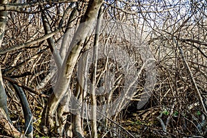 Tangled heap of fig branches without leaves, tangled skittish