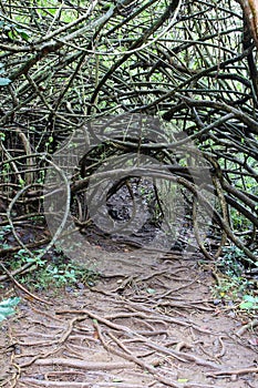 A tangled mass of tree branches on a muddy trail alongside Twin Falls in Haiku, Maui, Hawaii