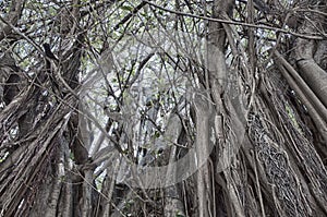 Tangled Mess in the Florida Keys