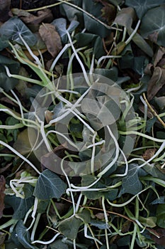 Tangled nasturtium foliage killed by frost in winter