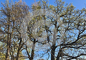 Tangled Oak Tree Background