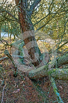 Tangled pine trees in a forest. Nature landscape of old tree trunks covered in moss or lichen with lots of branches