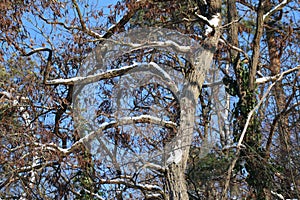 tangled Robinia in Winter