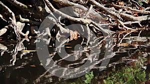 Tangled Roots on Crrek Bank Loop