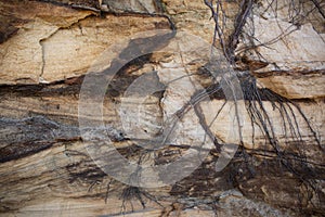 Tangled roots hanging on a red layered Sandstone cliff