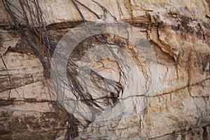 Tangled roots hanging on a red layered Sandstone cliff