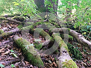 Tangled roots of the tree in the undergrowth, covered with moss