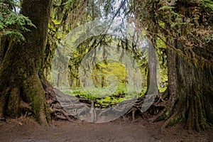 Tangled roots of trees in Hoh Rain Forest, Olympic National Park