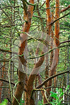 Tangled scots or scotch pine Pinus sylvestris tree trunks in forest.