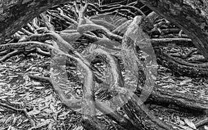 Tangled tree branches black and white