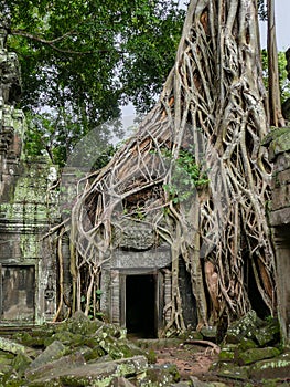 Tangled tree roots overgrow the stone temple, Cambodia photo