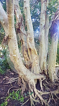 Tangled Tree Roots and Trunks in the Shade