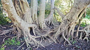 Tangled Tree Roots and Trunks in the Shade