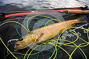 Tangled trout