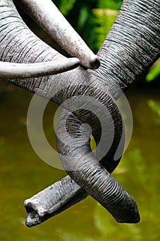 Tangled Trunks