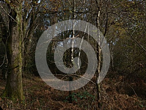 Tangled Woodland in West Sussex