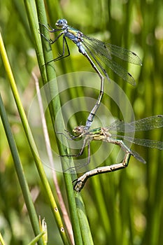 Tangpantserjuffer, Robust Spreadwing, Lestes dryas