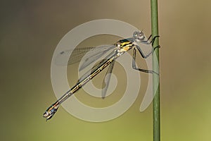 Tangpantserjuffer, Robust Spreadwing, Lestes dryas