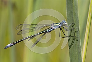 Tangpantserjuffer, Robust Spreadwing, Lestes dryas photo