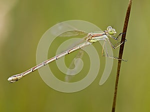 Tangpantserjuffer, Robust Spreadwing, Lestes dryas photo