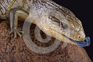 Tanimbar blue tongue skink (Tiliqua scincoides chimaerea)