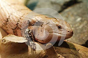 The Tanimbar blue-tongued skink, a subspecies of Tiliqua scincoides, is also found on several small Indonesian islands between